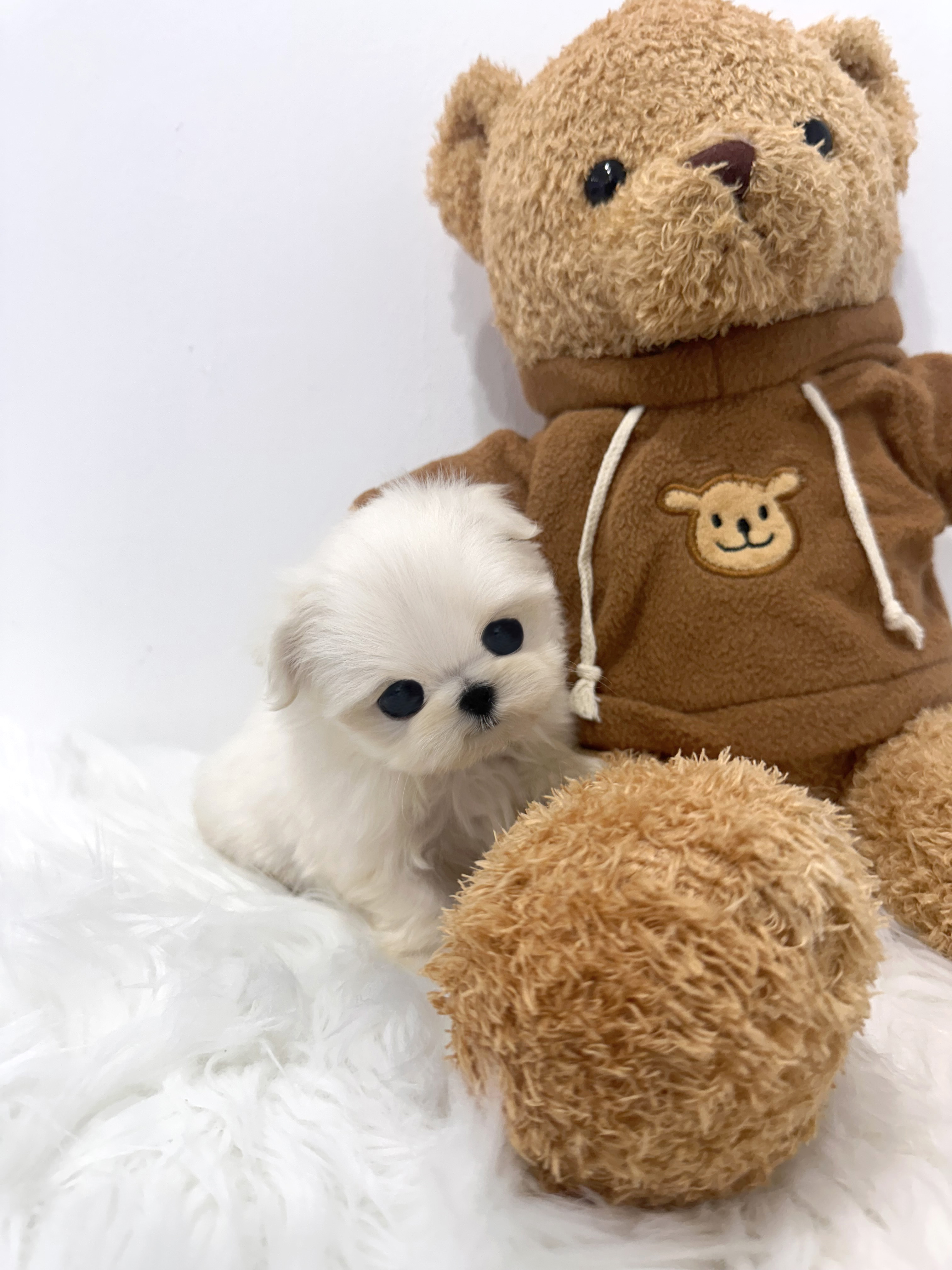 말티즈(토르)(분양중)